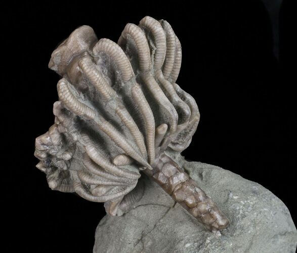 Uperocrinus Crinoid, Unique Presentation - Indiana #68576